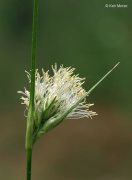 Image of Tawny Cotton-Grass