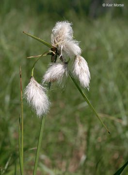 Imagem de Eriophorum virginicum L.