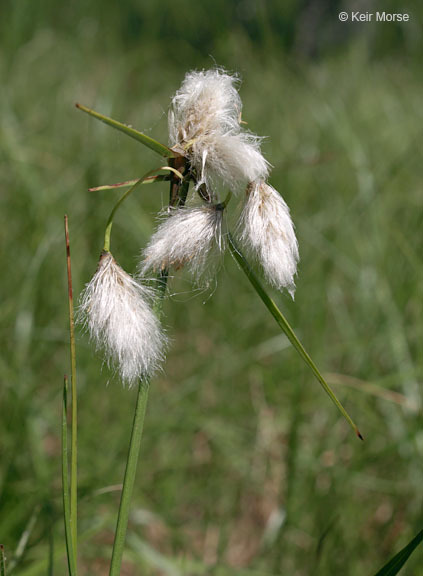 Image of Tawny Cotton-Grass