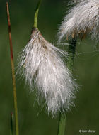 Image of Tawny Cotton-Grass