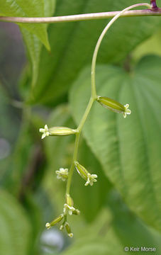 Image of wild yam