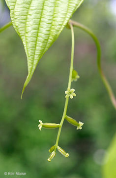 Image of wild yam