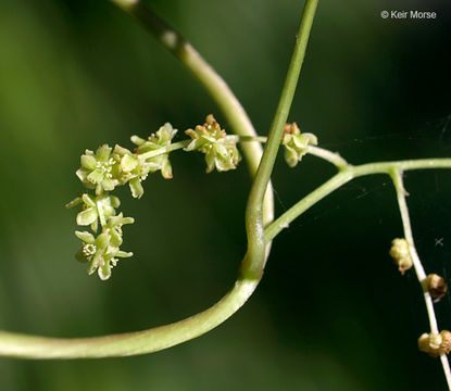 Image of wild yam