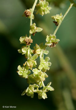 Image of wild yam