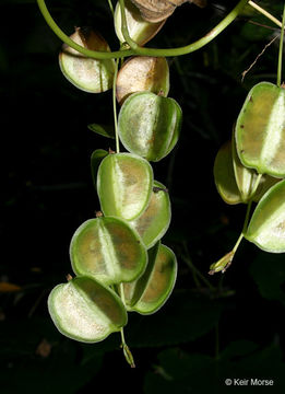 Image of wild yam