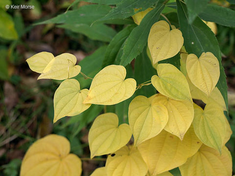 Image of wild yam