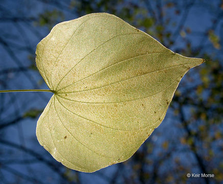 Image of wild yam