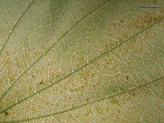 Image of wild yam