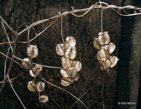 Image of wild yam