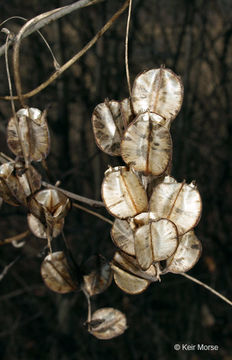 Image of wild yam