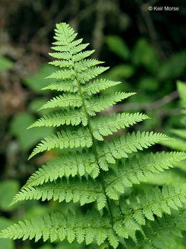 Imagem de Dryopteris carthusiana (Vill.) H. P. Fuchs