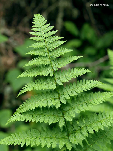 Image of narrow buckler-fern