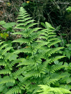 Image of narrow buckler-fern