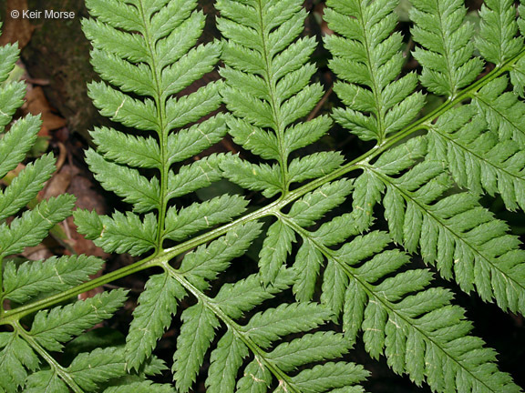 Image of narrow buckler-fern