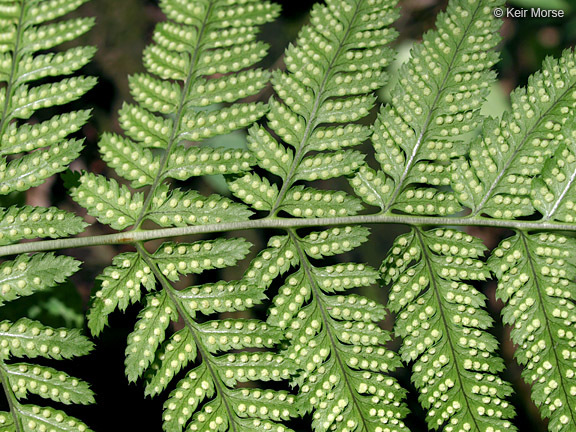 Image of narrow buckler-fern