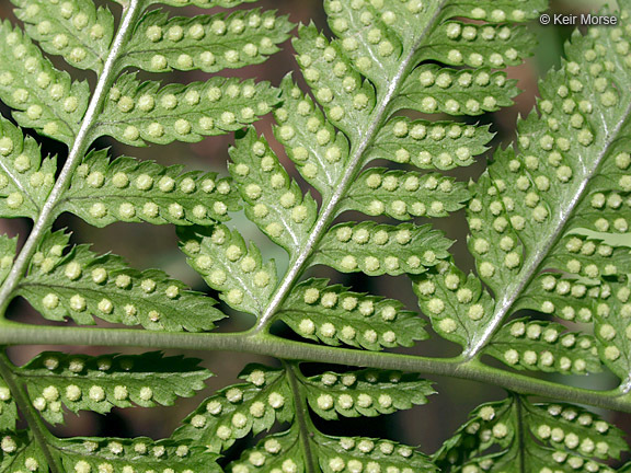 Image of narrow buckler-fern