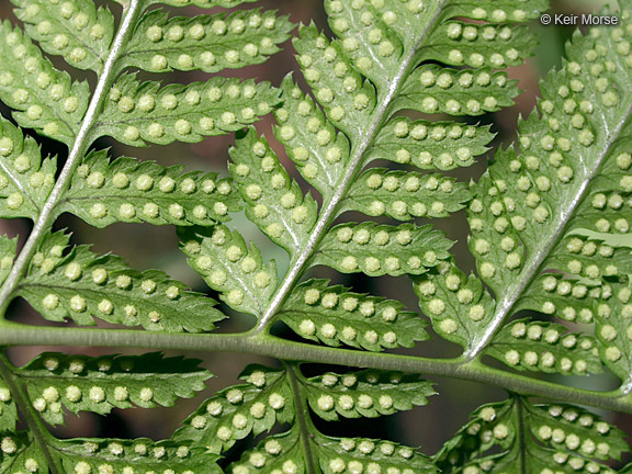 Imagem de Dryopteris carthusiana (Vill.) H. P. Fuchs