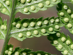 Image of narrow buckler-fern