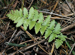 Image of crested buckler-fern