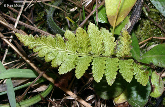 Image of crested buckler-fern