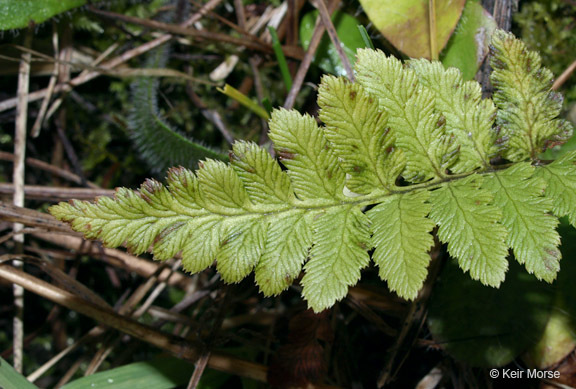 Image of crested buckler-fern