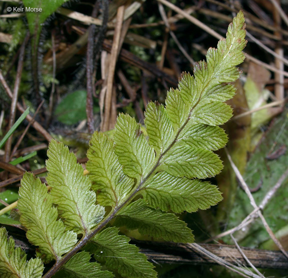 Image of crested buckler-fern