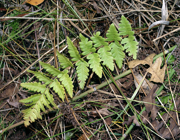 Image of crested buckler-fern