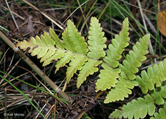 Image of crested buckler-fern