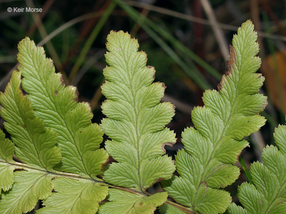 Image of crested buckler-fern