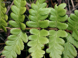 Image of crested buckler-fern