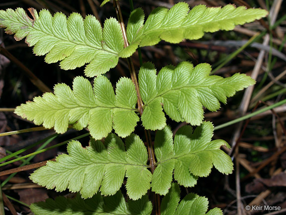 Image of crested buckler-fern