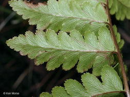 Image of crested buckler-fern