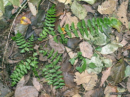 Image of crested buckler-fern