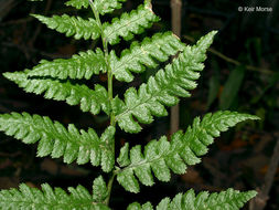 Image of crested buckler-fern