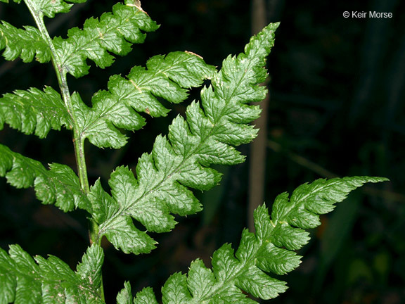 Image of crested buckler-fern