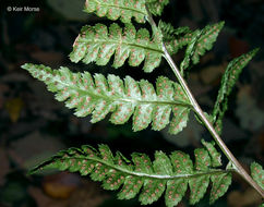 Imagem de Dryopteris cristata (L.) A. Gray