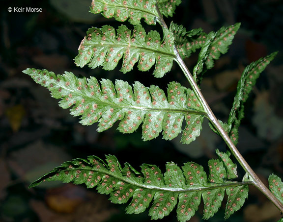 Image of crested buckler-fern