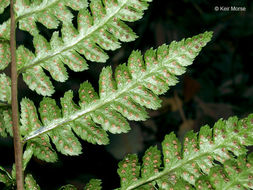 Imagem de Dryopteris cristata (L.) A. Gray