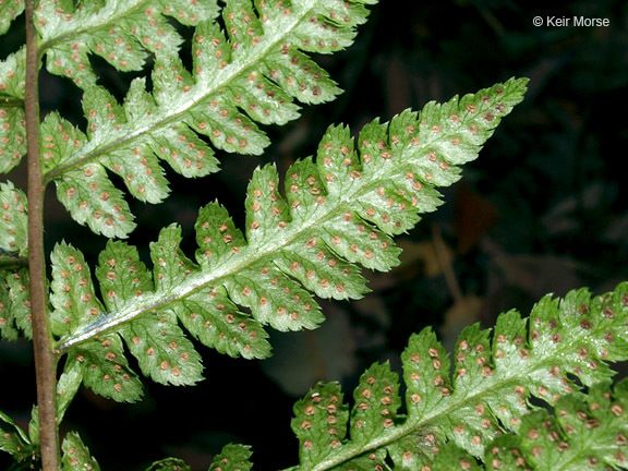 Image of crested buckler-fern