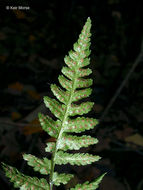 Image of crested buckler-fern