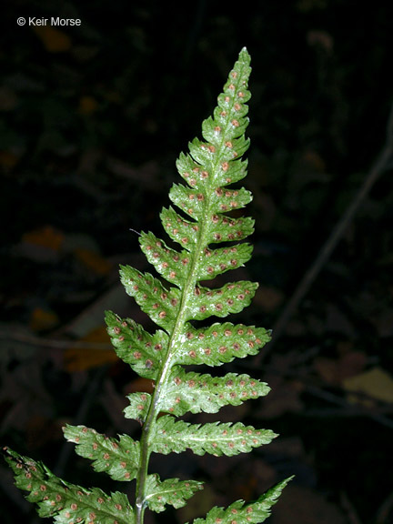 Imagem de Dryopteris cristata (L.) A. Gray