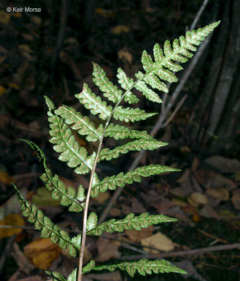 Image of crested buckler-fern