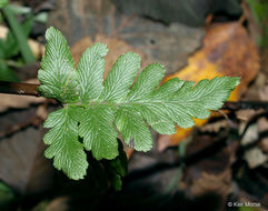 Image of crested buckler-fern