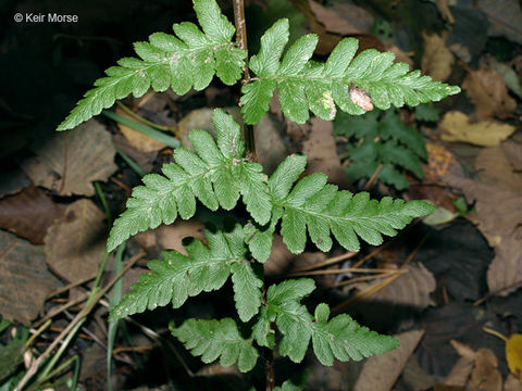 Image of crested buckler-fern