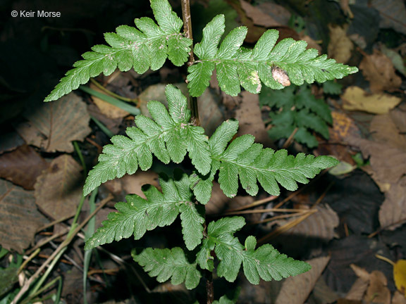 Imagem de Dryopteris cristata (L.) A. Gray