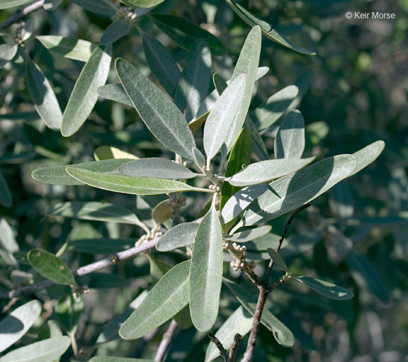 Image of silver buffaloberry