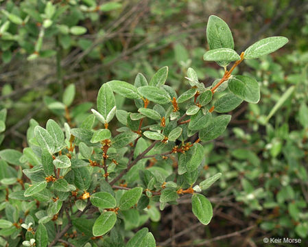 Image of russet buffaloberry