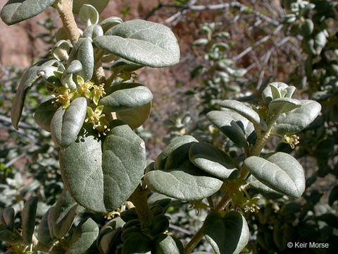 Image de Shepherdia rotundifolia Parry