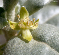 Image of roundleaf buffaloberry