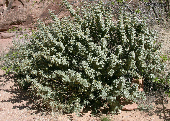 Image of roundleaf buffaloberry